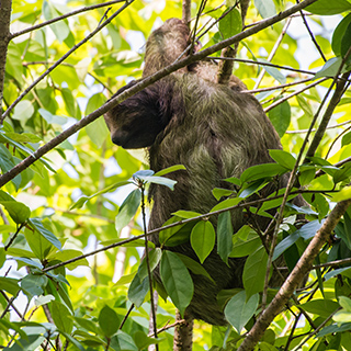 La Selva - Three-toed sloth